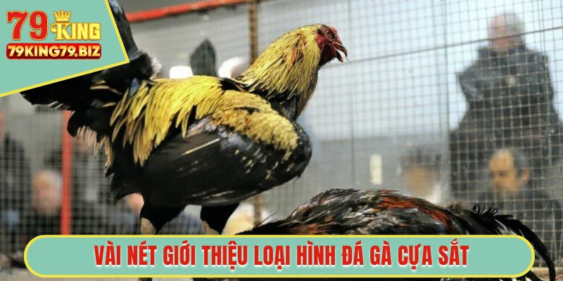 Vài nét giới thiệu loại hình đá gà cựa sắt